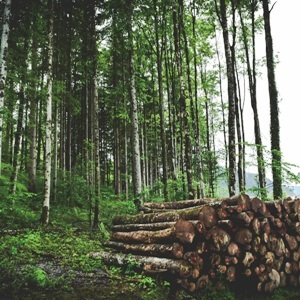New Timber Marketing Method: Study of Conditions and Impacts