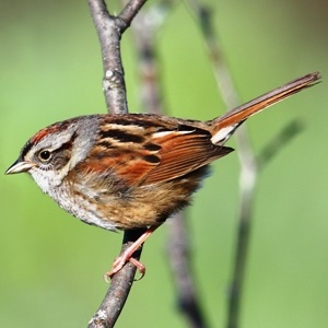 Forest Birds