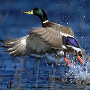 Waterfowl